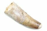 Fossil Spinosaurus Tooth - Feeding Worn Tooth #370506-1